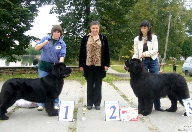 Фото: ньюфаундленд Супер Бизон Анталия, ньюфаундленд Обуш Шед Юкотан Золотой Ручей, Наталия Снигирева, Ирина Плотникова