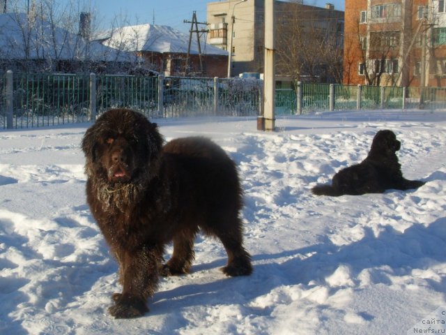 Фото: ньюфаундленд Черный Шарм Амбер Бест Дог ФО Марлеон, ньюфаундленд Жозефина Леди Прекрасная