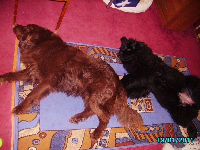 Фото: ньюфаундленд Их Высочество Владлена Маджикс