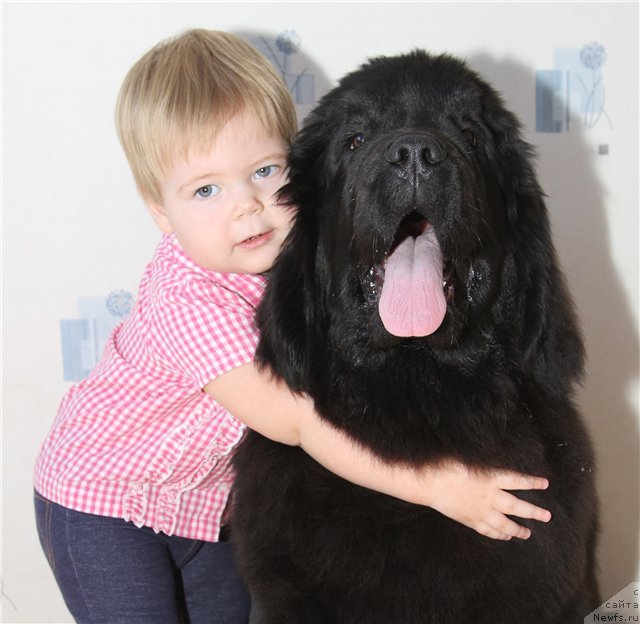 Фото: ньюфаундленд Розмарин Любимец Публики