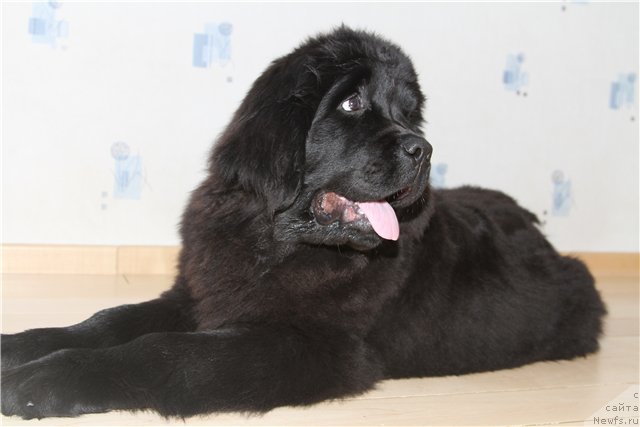 Фото: ньюфаундленд Розмарин Любимец Публики
