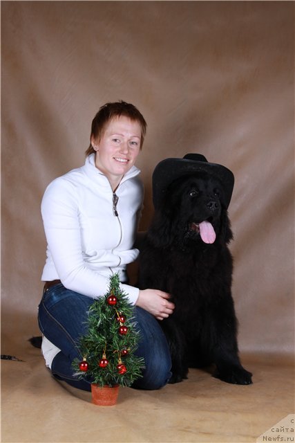 Фото: ньюфаундленд Розмарин Любимец Публики, Наталья Ярыгина