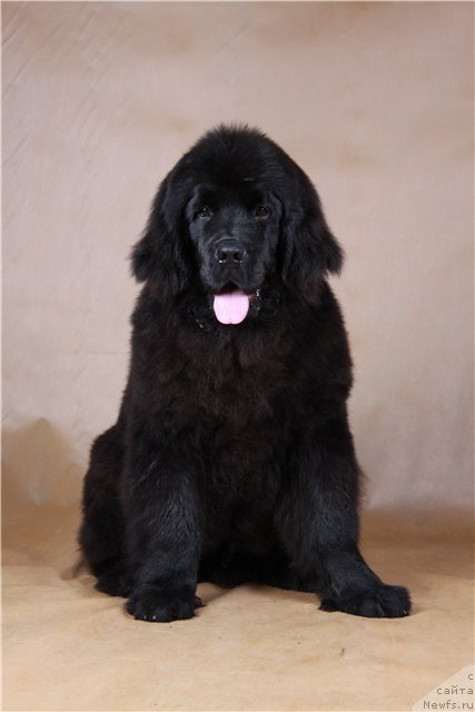 Фото: ньюфаундленд Розмарин Любимец Публики