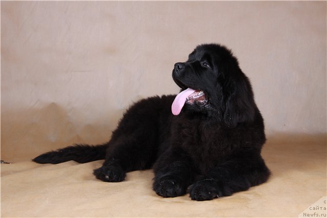 Фото: ньюфаундленд Розмарин Любимец Публики