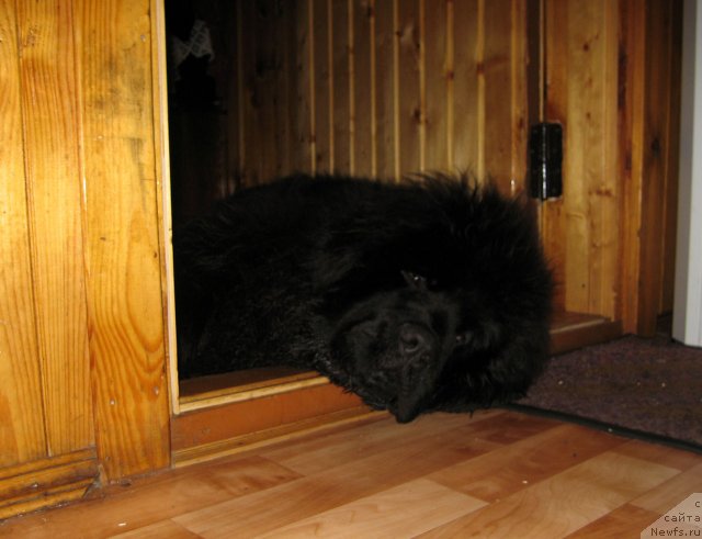 Фото: ньюфаундленд Питерньюф Чупа-Чупс