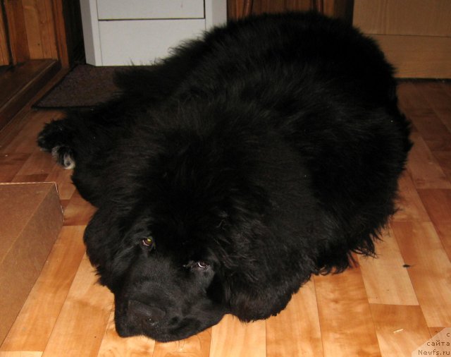 Фото: ньюфаундленд Питерньюф Чупа-Чупс