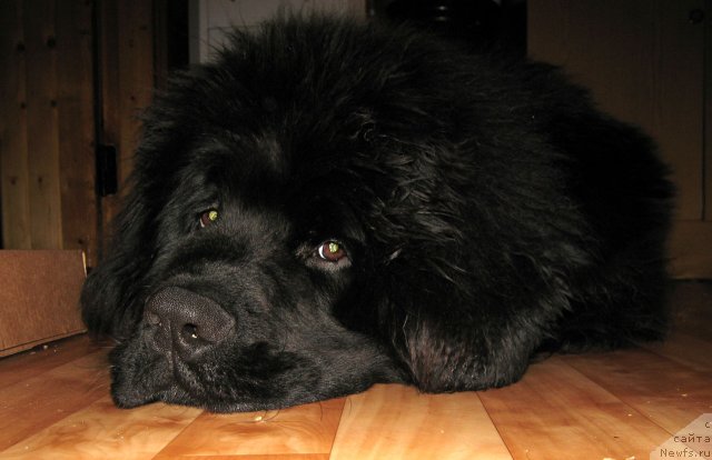 Фото: ньюфаундленд Питерньюф Чупа-Чупс