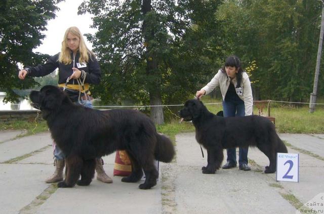 Фото: ньюфаундленд О Блек Диамонд Литтл Беар (O Black Diamond Little Bear), ньюфаундленд Венеция из Царства Медведей в Обуш Шед