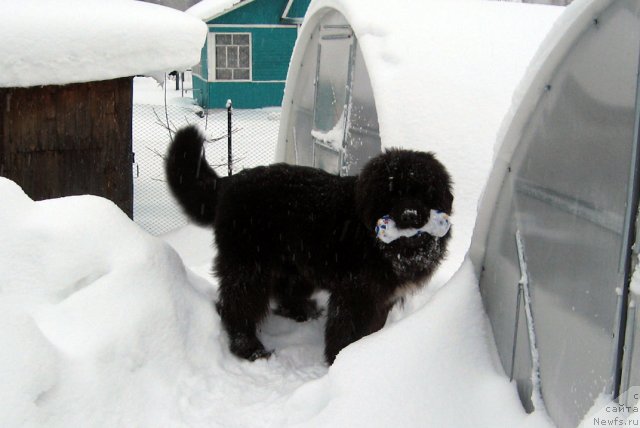 Фото: ньюфаундленд Питерньюф Чупа-Чупс