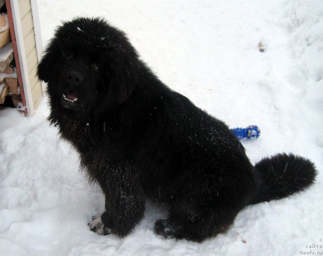 Фото: ньюфаундленд Питерньюф Чупа-Чупс