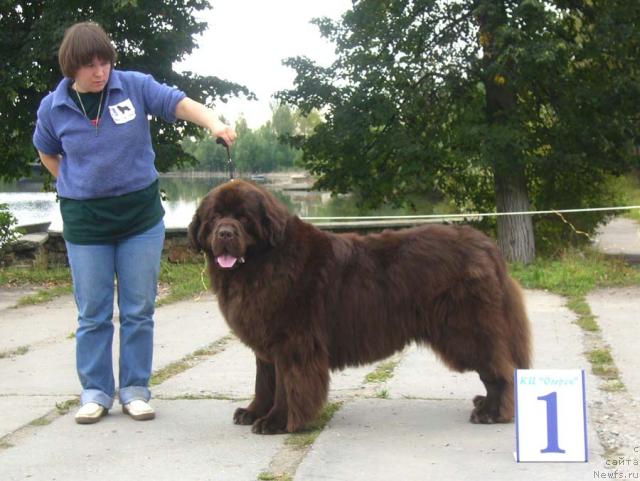 Фото: ньюфаундленд Newf Mermaid Denver, Наталия Снигирева