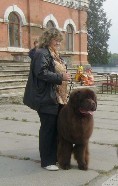 Фото: ньюфаундленд Супер Премиум Брабус