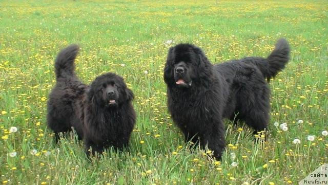 Фото: ньюфаундленд Бонифаццо (Bonifatstso)