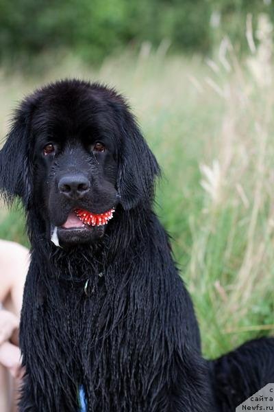 Фото: ньюфаундленд Дрим Леди