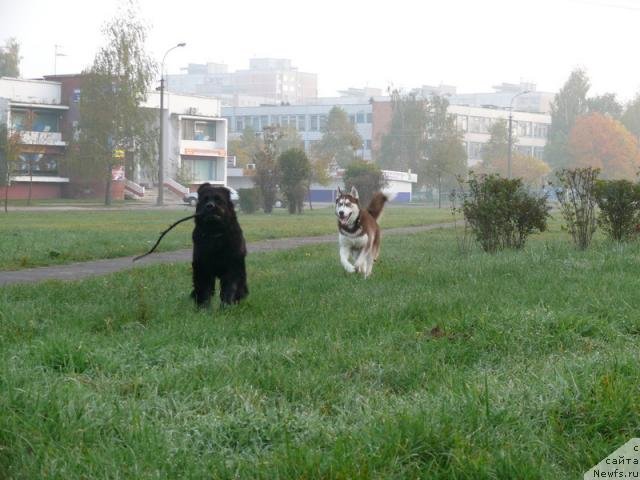 Фото: ньюфаундленд Дрим Леди
