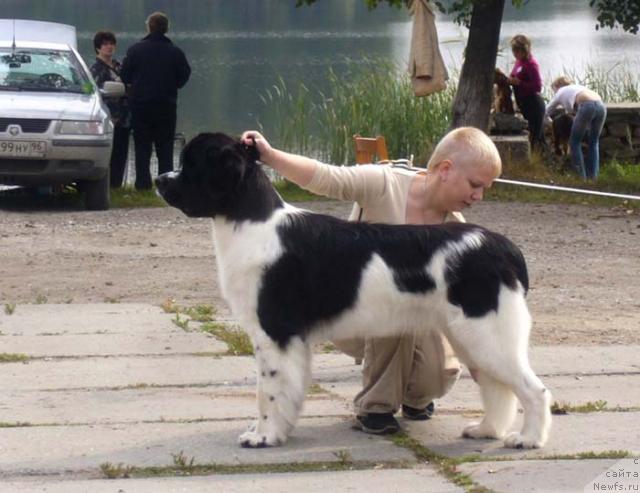 Фото: ньюфаундленд Маг Исполин Инфанта (Mag Ispolin Infanta)