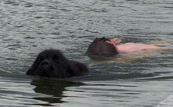 Фото: ньюфаундленд Челзис Вэйн из Медвежьего Яра