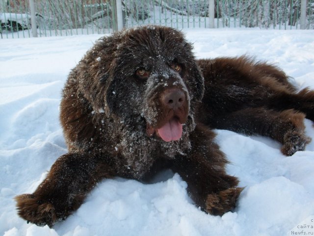 Фото: ньюфаундленд Черный Шарм Амбер Бест Дог ФО Марлеон