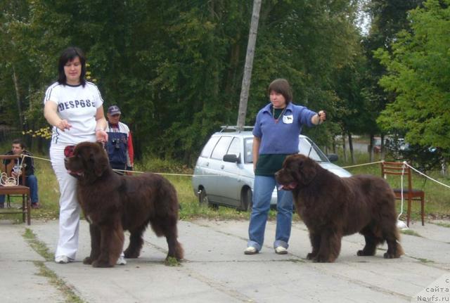 Фото: ньюфаундленд Обуш Шед Юдашкин Стиль (Obush Shed Yudashkin Stil), ньюфаундленд Newf Mermaid Denver