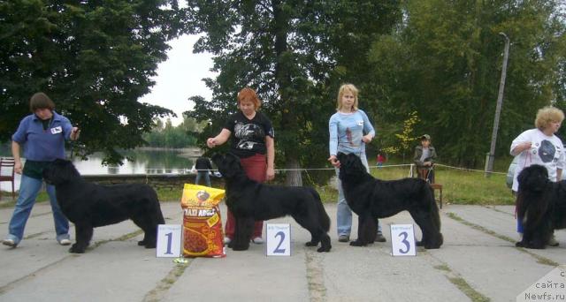 Фото: ньюфаундленд Супер Бизон Анталия, ньюфаундленд Акватория Келвин Героиня Романа (Aquatoriya Kelvin Geroinya Romana), ньюфаундленд Акватория Келвин Голубая Лагуна, ньюфаундленд Ньюмаст София для Мадам Габо