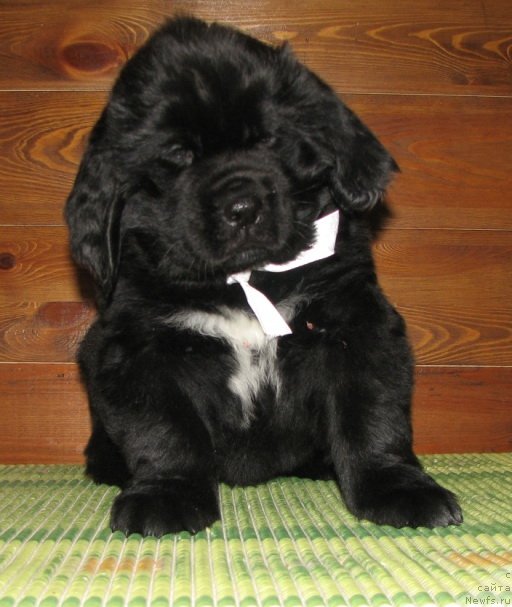 Фото: ньюфаундленд Кара Аюлар Алмазная Принцесса