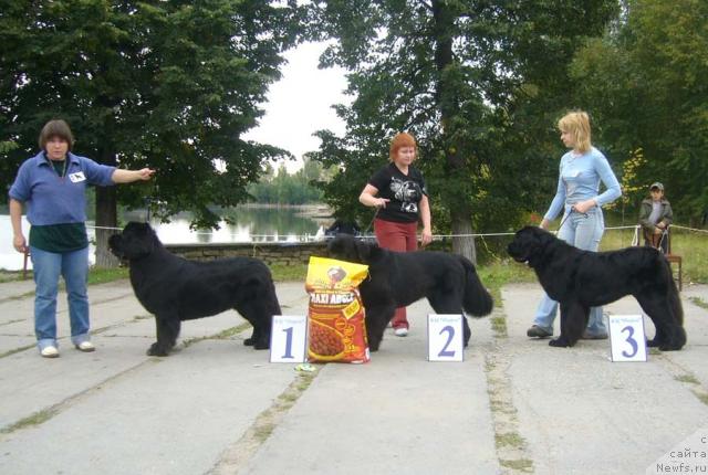 Фото: ньюфаундленд Супер Бизон Анталия, ньюфаундленд Акватория Келвин Героиня Романа (Aquatoriya Kelvin Geroinya Romana), ньюфаундленд Акватория Келвин Голубая Лагуна