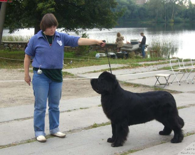 Фото: ньюфаундленд Супер Бизон Анталия, Наталия Снигирева