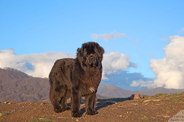 Фото: ньюфаундленд Потап Фидель