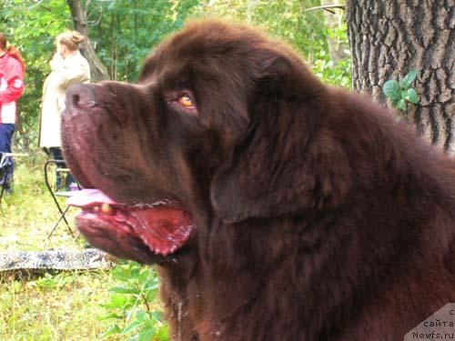 Фото: ньюфаундленд Newf Mermaid Denver