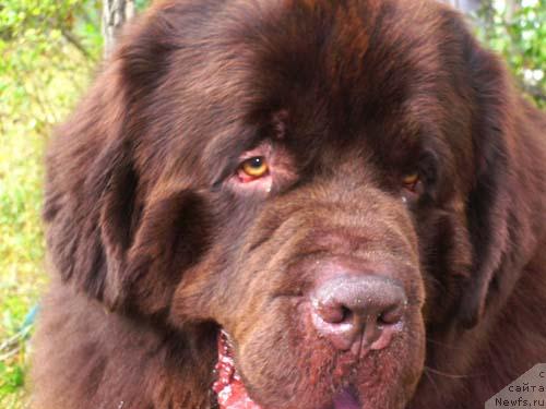 Фото: ньюфаундленд Newf Mermaid Denver