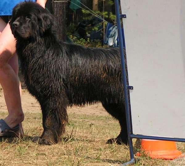 Фото: ньюфаундленд Челзис Вэйн из Медвежьего Яра