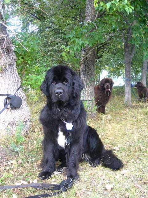 Фото: ньюфаундленд Супер Бизон Анталия, ньюфаундленд Newf Mermaid Denver