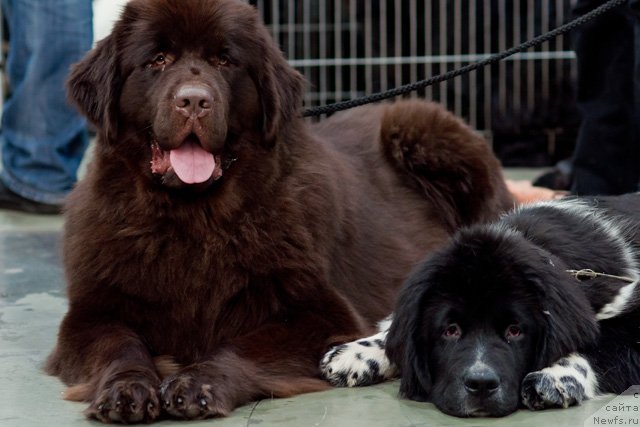 Фото: ньюфаундленд Октябрина с Берега Дона (Oktjabrina s Berega Dona), ньюфаундленд Armani Van Zebr Super Mishka