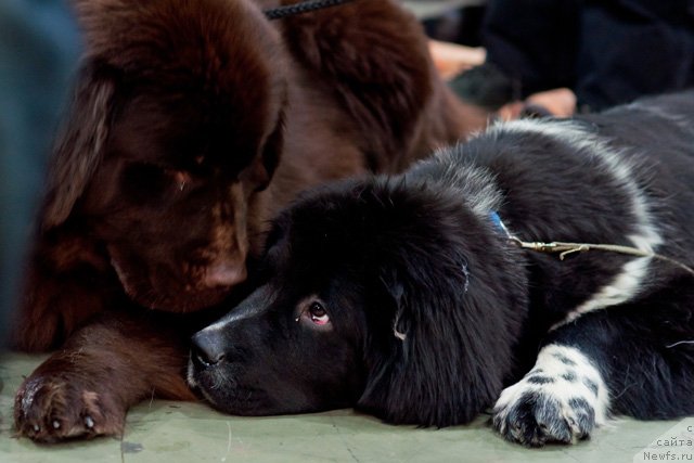 Фото: ньюфаундленд Октябрина с Берега Дона (Oktjabrina s Berega Dona), ньюфаундленд Armani Van Zebr Super Mishka