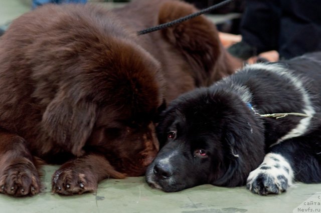 Фото: ньюфаундленд Октябрина с Берега Дона (Oktjabrina s Berega Dona), ньюфаундленд Armani Van Zebr Super Mishka