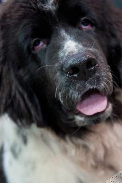 Фото: ньюфаундленд Absolute Power Super Mishka