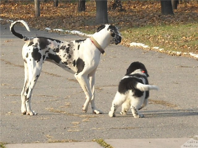 Фото: ньюфаундленд Archibald Good Win Super Mishka (Арчибальд Гуд Вин Супер Мишка)