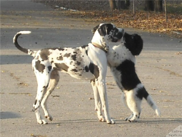 Фотография № 57414