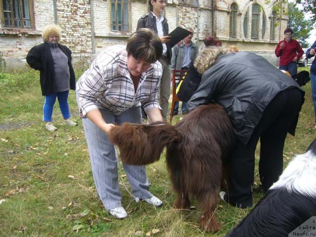Фото: ньюфаундленд Супер Премиум Брабус
