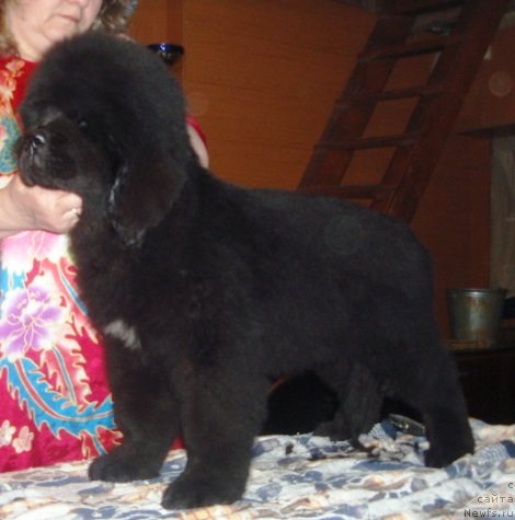 Фотография № 57424