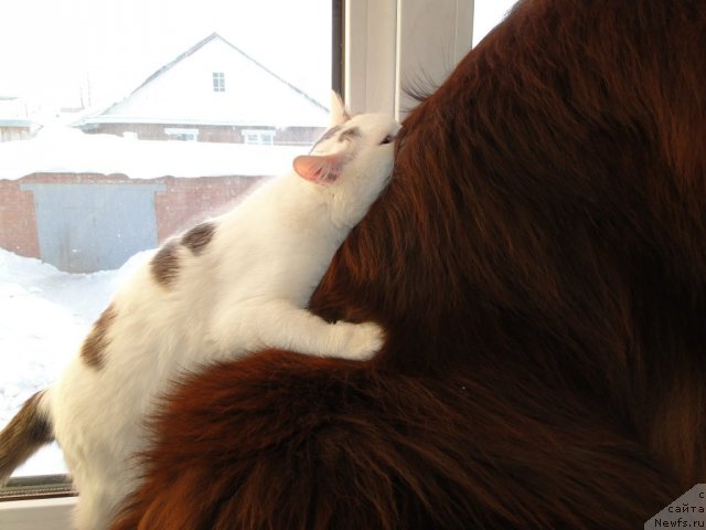 Фото: ньюфаундленд Бархатка Роскошная