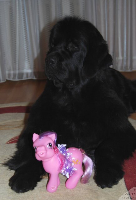 Фото: ньюфаундленд Формула Любви от Сибирского Медведя