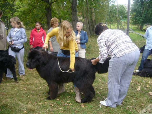Фото: ньюфаундленд О Блек Диамонд Литтл Беар (O Black Diamond Little Bear)