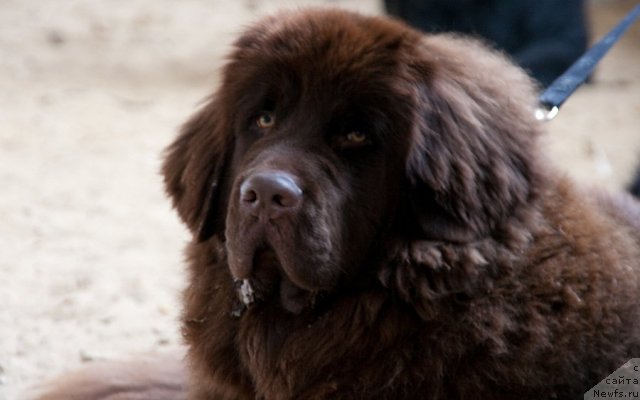 Фотография № 57441