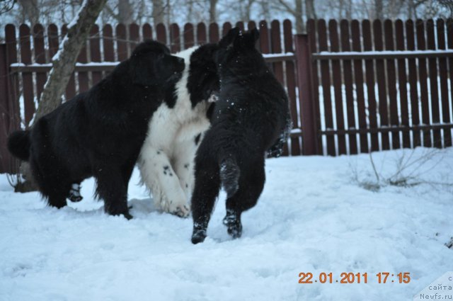 Фото: ньюфаундленд Звезда Ростова с Берега Дона (Zvezda Rostova s Berega Dona), ньюфаундленд Zidan Clark Zvezdnij Dar, ньюфаундленд Сажа с Берега Дона (Sazha s Berega Dona)