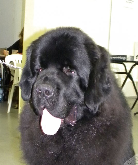 Фото: ньюфаундленд Акватория Келвин Килиманджаро (Aquatoriya Kelvin Kilimandzharo)