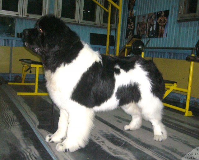 Фото: ньюфаундленд Супер Премиум Жодо Феролли (Super Premium Zhodo Ferolli)