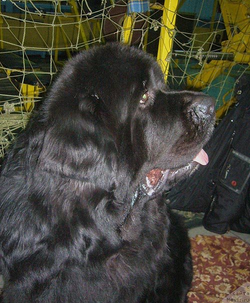 Фотография № 57462