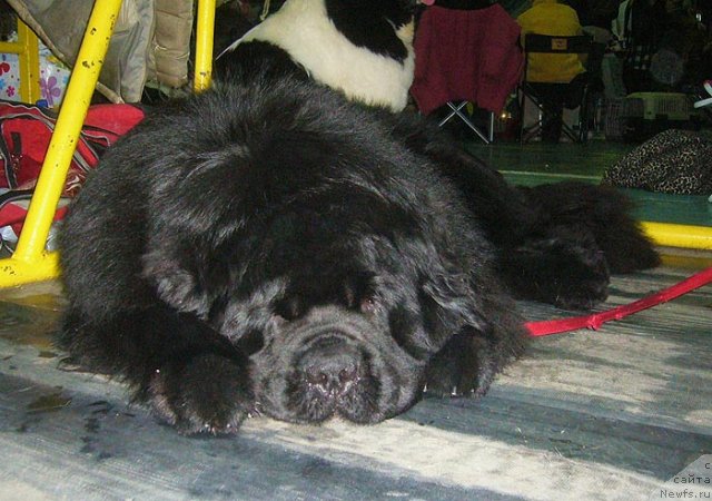 Фото: ньюфаундленд King of Helluland I'm Precious