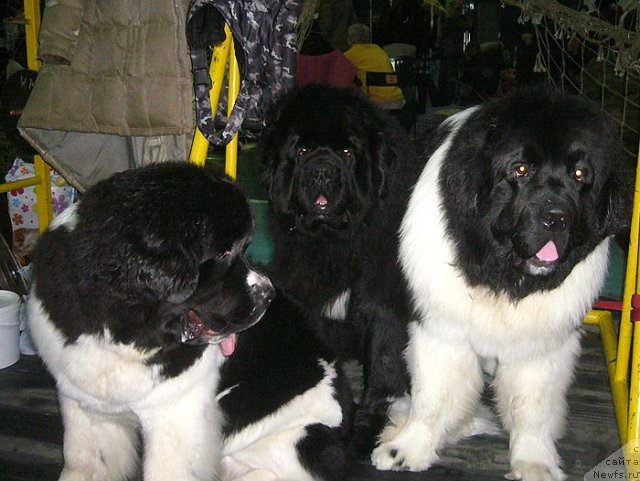 Фото: ньюфаундленд Супер Премиум Женева (Super Premium Zheneva), ньюфаундленд King of Helluland I'm Precious, ньюфаундленд Супер Премиум Жодо Феролли (Super Premium Zhodo Ferolli)